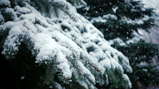 雪花落在冷杉树枝上视频素材