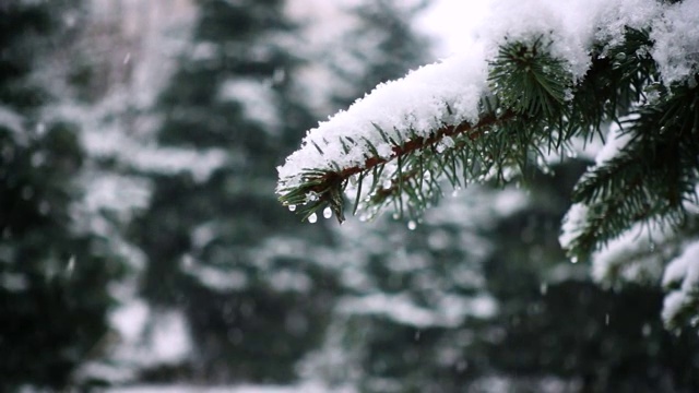 雪花落在冷杉树枝上视频素材