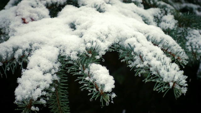 雪花落在冷杉树枝上视频素材