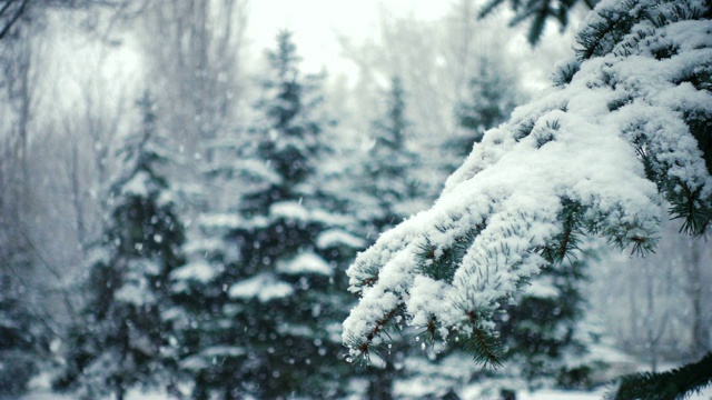 雪花落在冷杉树枝上视频素材