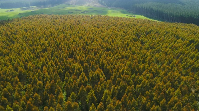 新西兰怀卡托地区松树林鸟瞰图。视频素材