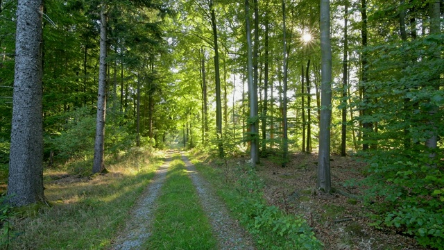 阳光明媚的早晨森林小径，维尔布伦，Michelstadt，奥登瓦尔德，德国黑塞视频素材