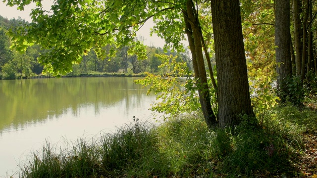 秋天的鱼塘，Weitramsdorf，德国巴伐利亚州视频素材