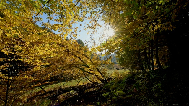 森林山谷与多彩的秋叶，Rothenbuch, Hafenlohrtal, Spessart，巴伐利亚，德国视频素材