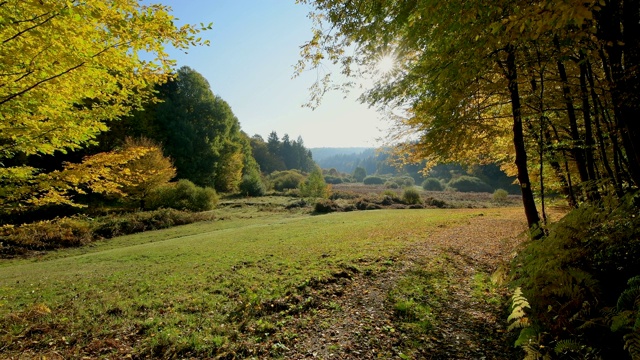 森林山谷与多彩的秋叶，Rothenbuch, Hafenlohrtal, Spessart，巴伐利亚，德国视频素材