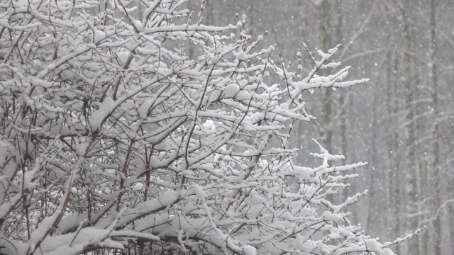 雪花飘落在森林前面。视频素材