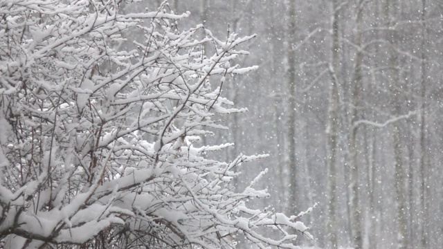 雪花飘落在森林前面。视频素材