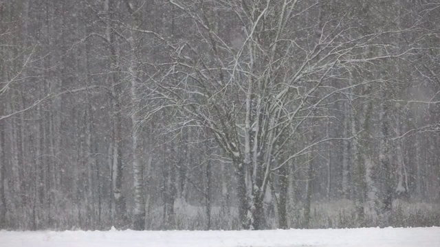 雪花飘落在森林前面。视频素材