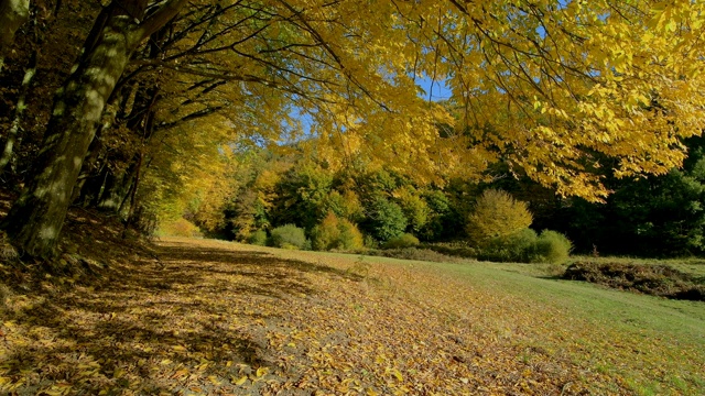 森林山谷与多彩的秋叶，Rothenbuch, Hafenlohrtal, Spessart，巴伐利亚，德国视频素材