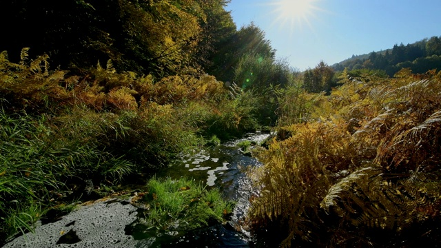 森林山谷与小溪在秋天，Rothenbuch, Hafenlohrtal, Spessart, Bavaria，德国视频素材