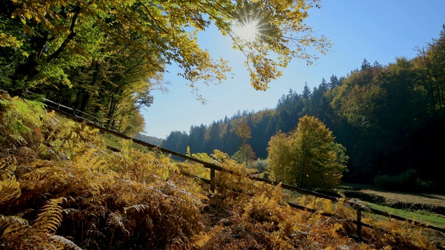 森林山谷与五彩缤纷的秋叶，Rothenbuch, Spessart，德国巴伐利亚视频素材