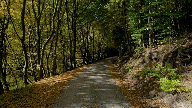 秋天的森林路，Rothenbuch, Spessart, Bavaria, Germany视频素材