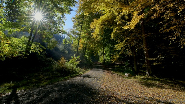 秋天的森林路，Rothenbuch, Spessart, Bavaria, Germany视频素材