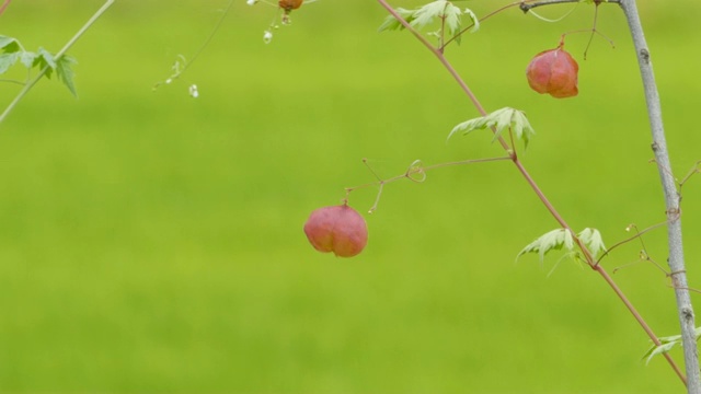 红花迎风。视频素材