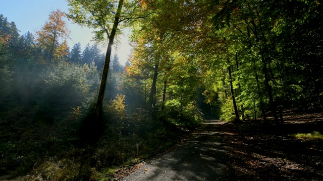 秋天的森林路，Rothenbuch, Spessart, Bavaria, Germany视频素材