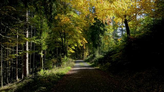 秋天的森林路，Rothenbuch, Spessart, Bavaria, Germany视频素材