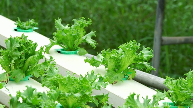 温室有机水培蔬菜田生菜种植视频素材