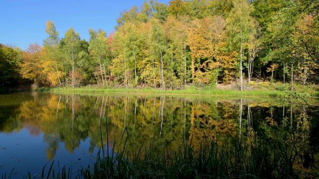 德国巴伐利亚州Spessart, Rothenbuch, Hafenlohrtal, Rothenbuch的池塘，五彩缤纷的秋叶视频素材