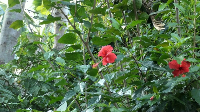 红色的芙蓉花视频素材