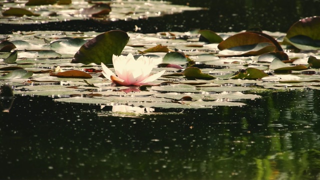 莲花视频素材