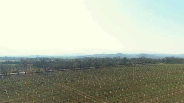 植物田高景视频素材