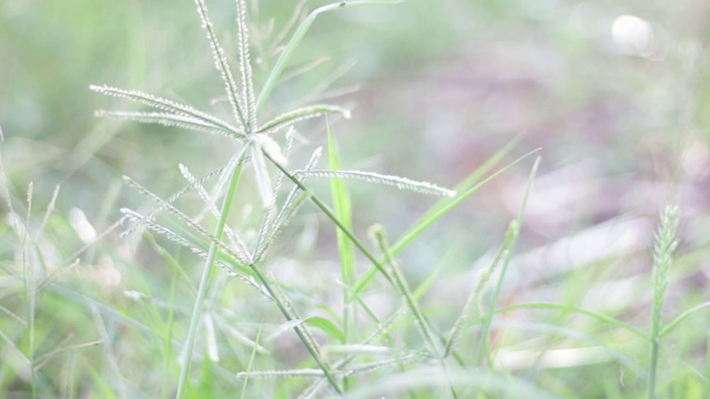 蚂蚁在草地上行走视频下载