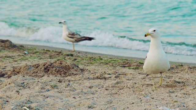 鸟儿在沙滩上寻找食物。视频素材