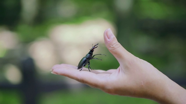 手里拿着牡鹿甲虫。视频素材