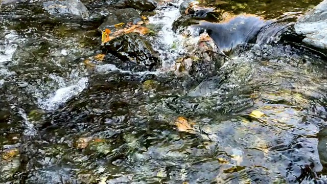 山区河流视频素材