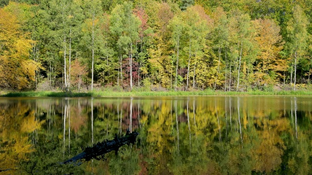 德国巴伐利亚州Spessart, Rothenbuch, Hafenlohrtal, Rothenbuch的池塘，五彩缤纷的秋叶视频素材