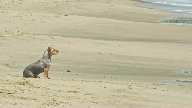 沙滩上的小约克郡犬视频素材