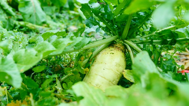 田野里的白萝卜视频素材