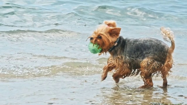 沙滩上的小约克郡犬视频素材