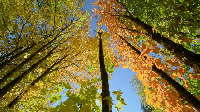 色彩缤纷的秋叶，Rothenbuch, Hafenlohrtal, Spessart, Bavaria, Germany视频素材