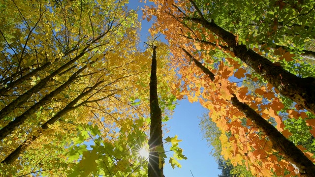 色彩缤纷的秋叶，Rothenbuch, Hafenlohrtal, Spessart, Bavaria, Germany视频素材