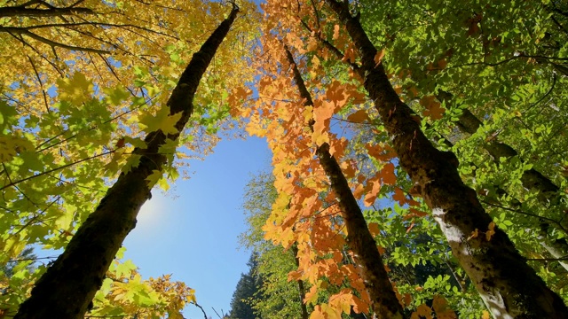 色彩缤纷的秋叶，Rothenbuch, Hafenlohrtal, Spessart, Bavaria, Germany视频素材