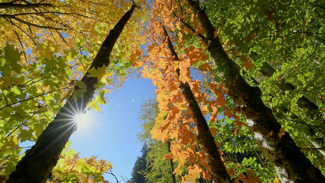 色彩缤纷的秋叶，Rothenbuch, Hafenlohrtal, Spessart, Bavaria, Germany视频素材