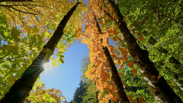 色彩缤纷的秋叶，Rothenbuch, Hafenlohrtal, Spessart, Bavaria, Germany视频素材