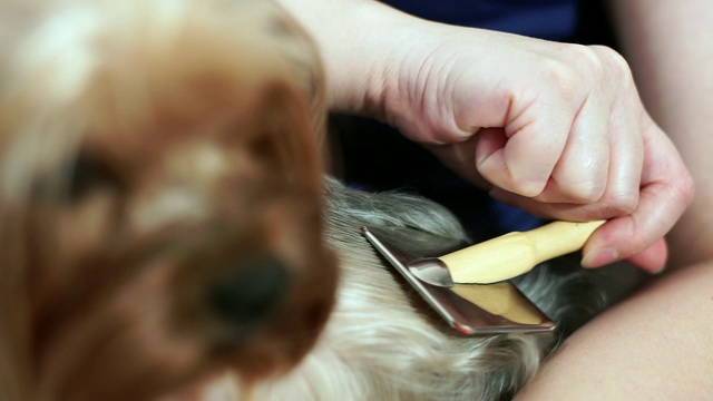 女性的手近距离梳着约克郡犬的毛。视频素材