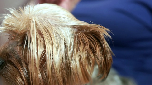 女性的手近距离梳着约克郡犬的毛。视频素材