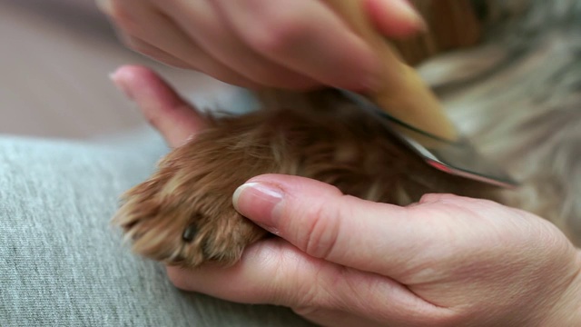 女性的手近距离梳着约克郡犬的爪子。视频素材