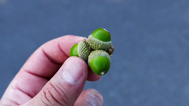 一个男人的手放在橡子上，橡子的药带着果实，橡子的药带着果实，橡树的果带着果实视频素材