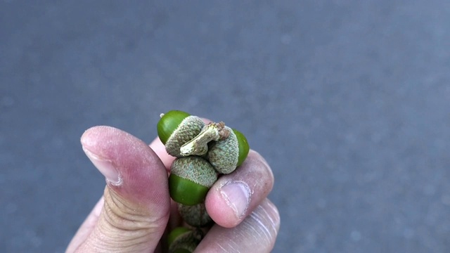 一个男人的手放在橡子上，橡子的药带着果实，橡子的药带着果实，橡树的果带着果实视频素材