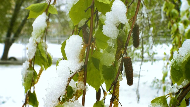 异常恶劣的天气。雪花飘落在盛开的桦树上视频素材