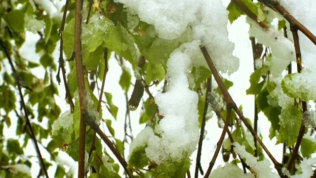 异常恶劣的天气。雪花飘落在盛开的桦树上视频素材