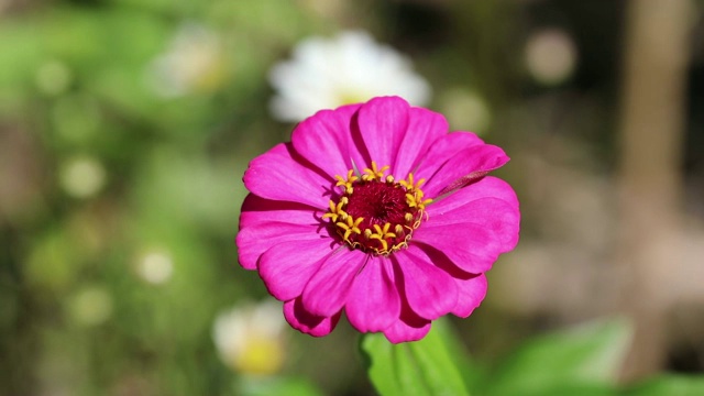 花视频素材