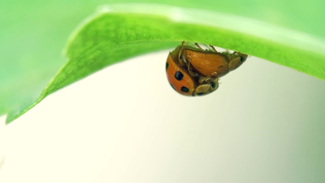 甲虫或瓢虫在绿叶上繁殖视频素材