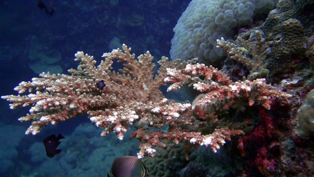 鹿角珊瑚(Acropora)与小热带鱼群(Dascyllus trimaculatus)的新生长视频素材