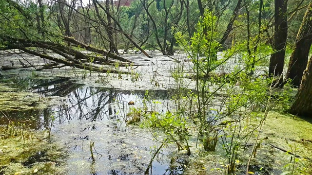 杨树绒毛落在杂草丛生的沼泽里。春天的森林景观。杨树开花，大自然在荒野苏醒。东普鲁士，加里宁格勒地区，内曼市视频下载