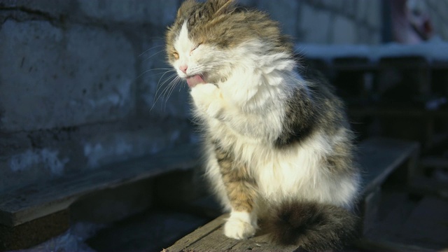 在一个阳光明媚的日子里，一只美丽的毛绒绒的猫在街上洗澡视频素材